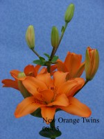 [Orange Blossom 1.jpg]